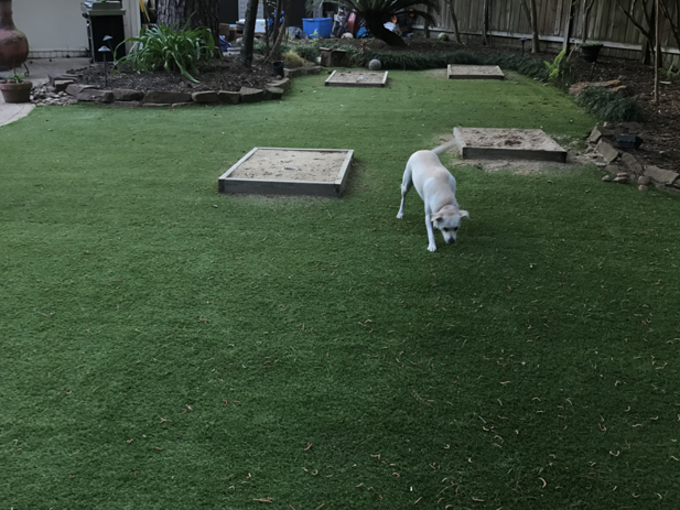 Recreational Lawn Turf  Recreational Lawn Turf